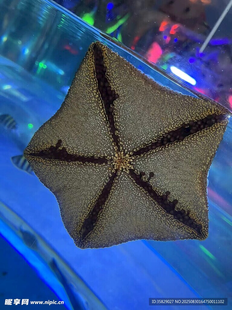 水中海星特写