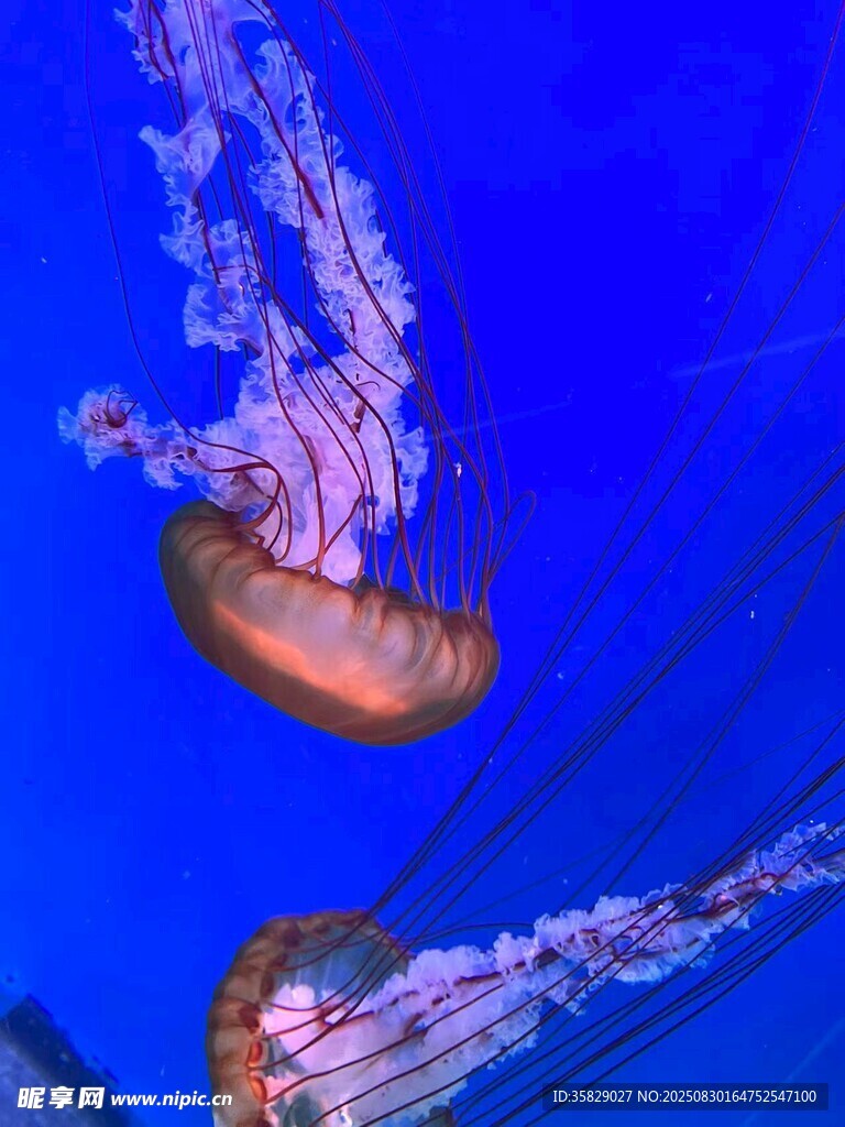 梦幻水母在蓝色海洋中游动