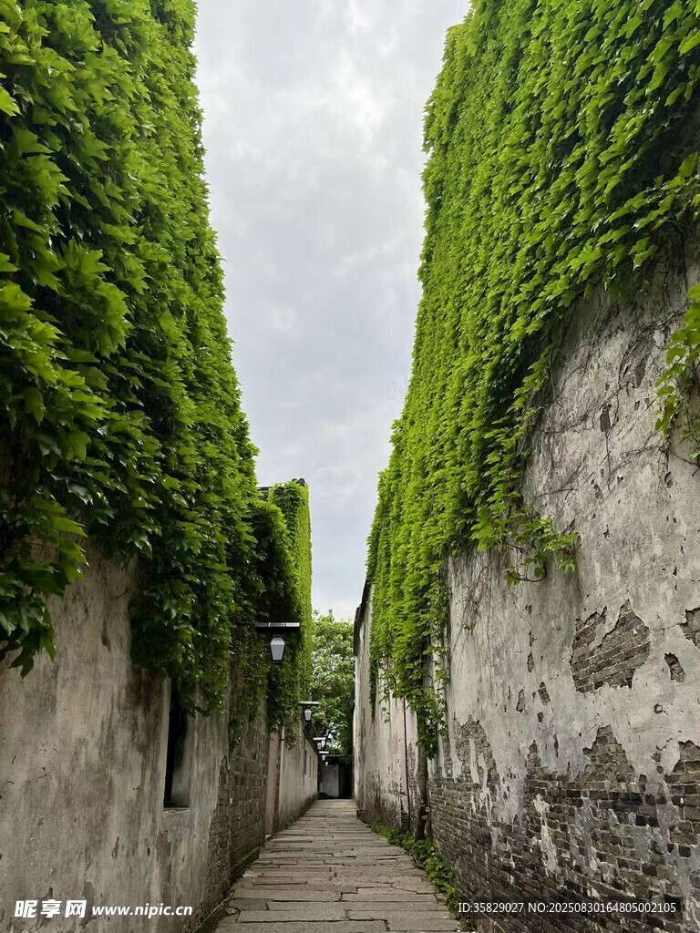 藤蔓覆盖的幽静古老小巷