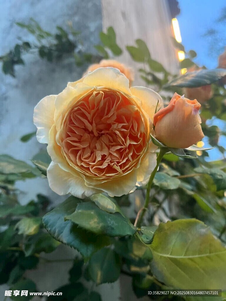 娇艳盛开的双色月季花