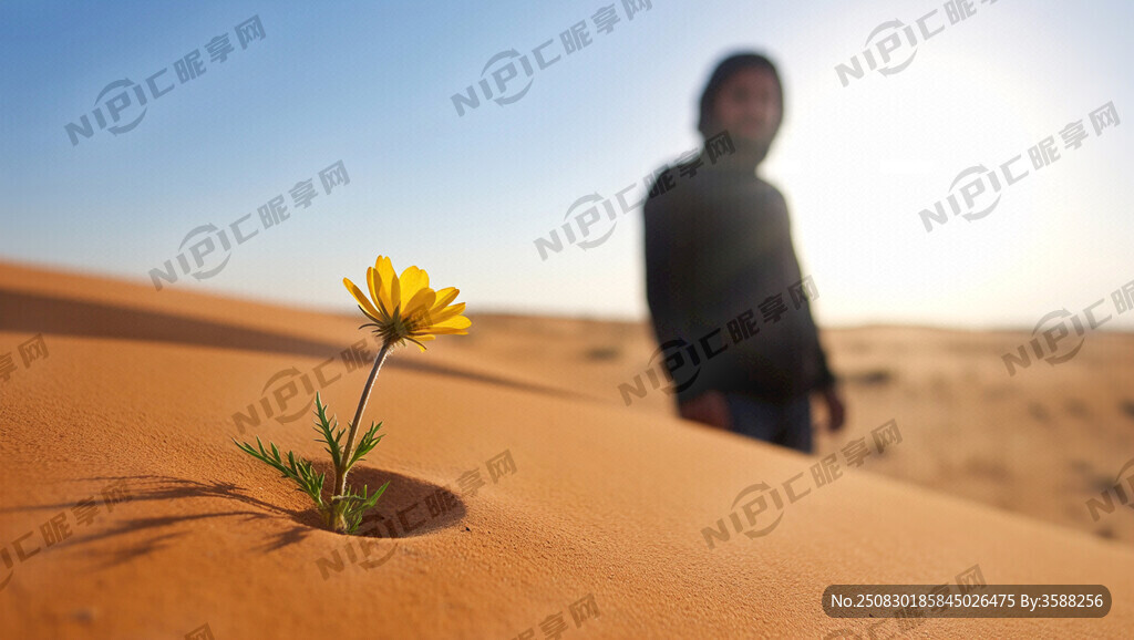 沙漠  小花  人物 意境