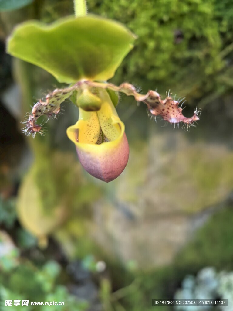 花特写 展现独特花卉之美