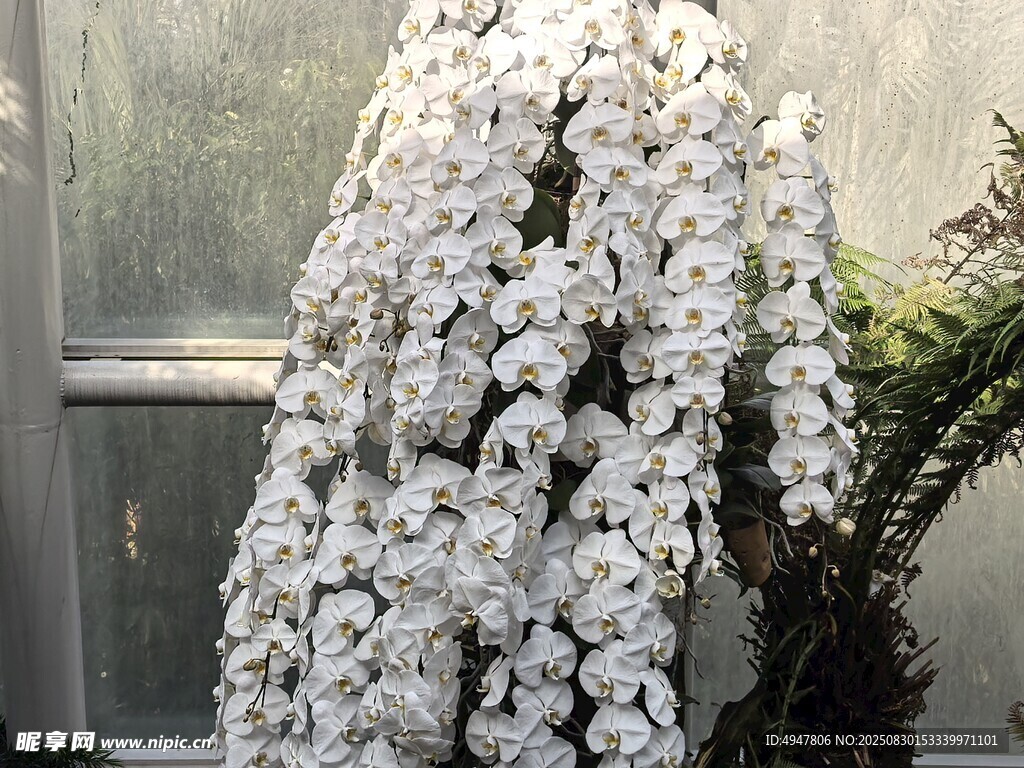 垂挂的白色繁花植物