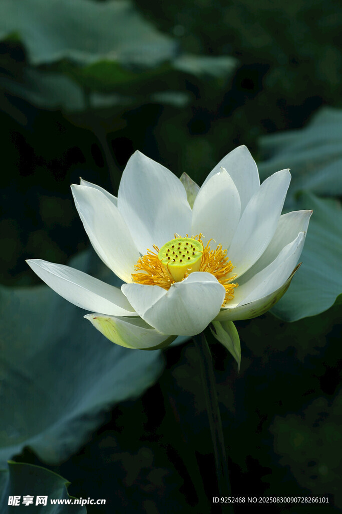 荷花 花蕊