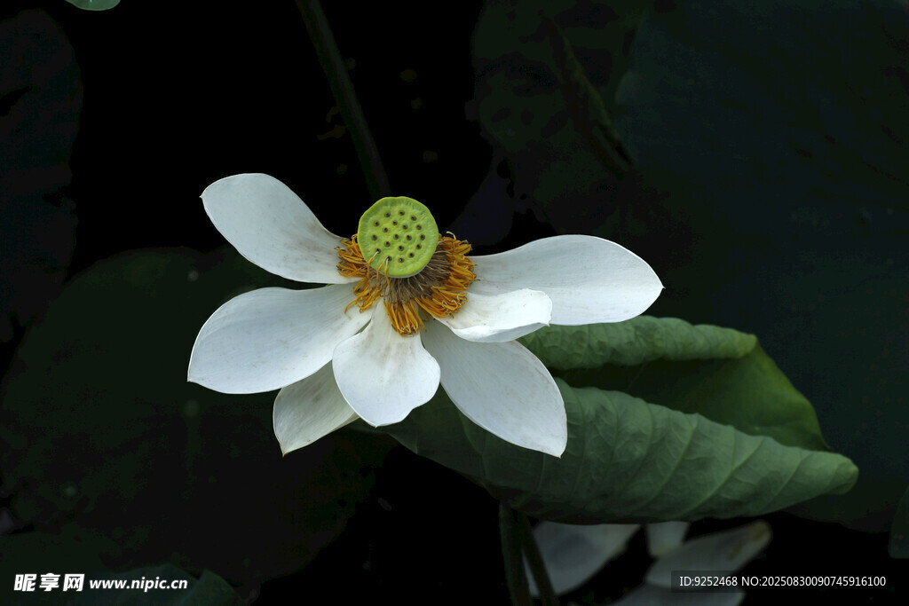 白色莲花