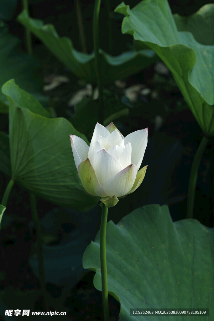 荷花 花苞