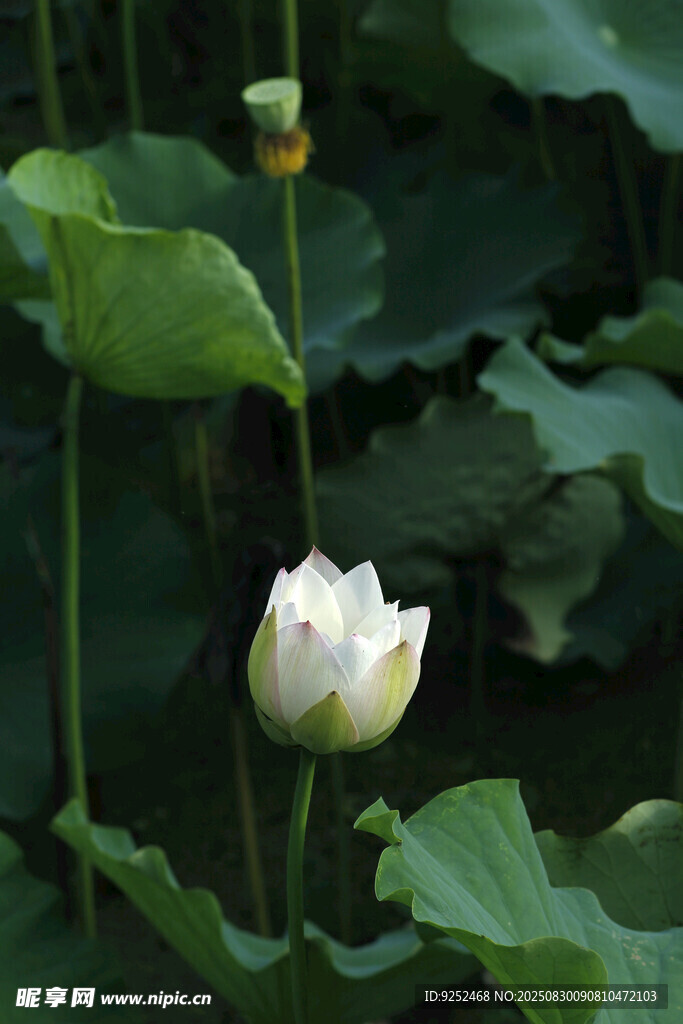 荷花 绽放