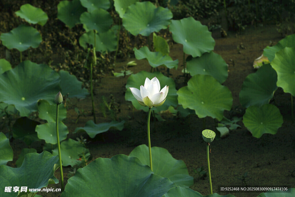 莲花 