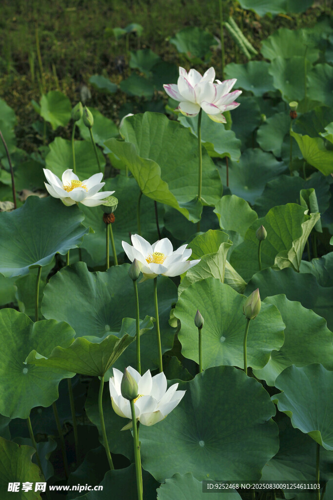 莲花 