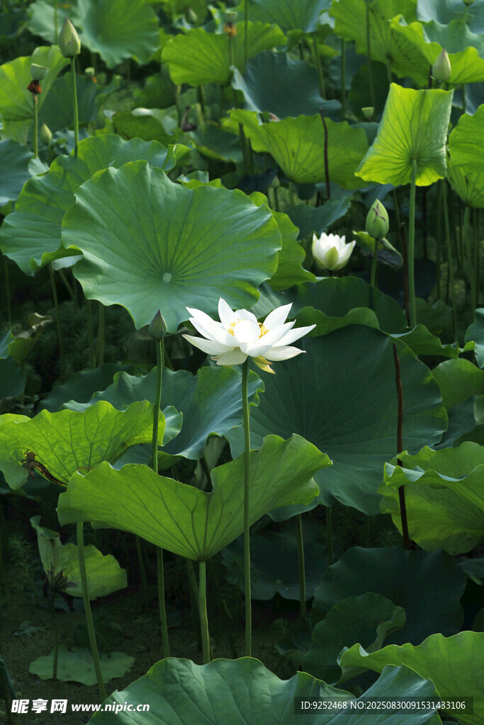  荷花
