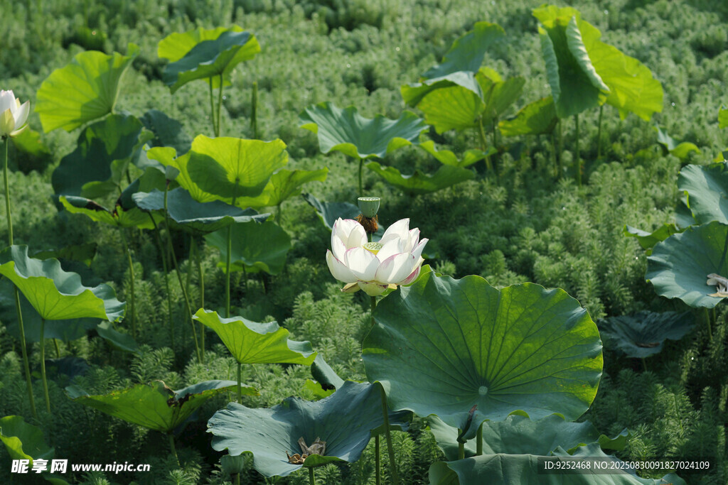  荷花