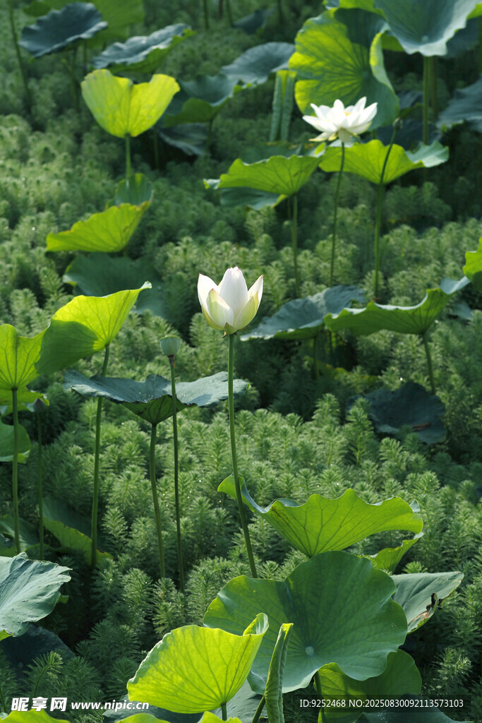  荷花