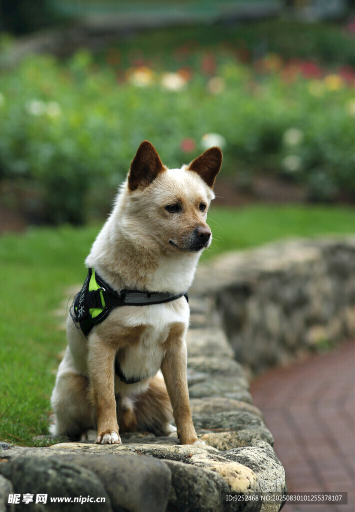 小黄狗
