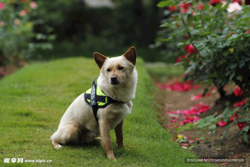 草地上的可爱宠物犬