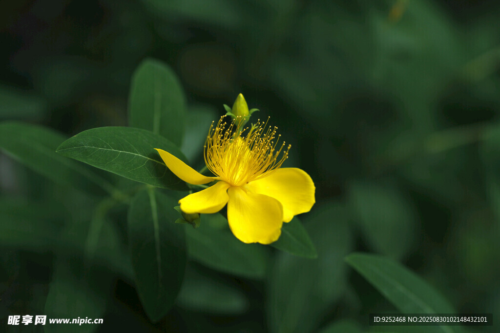 黄花 