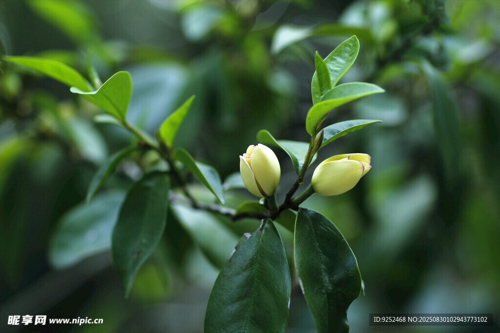 香花 