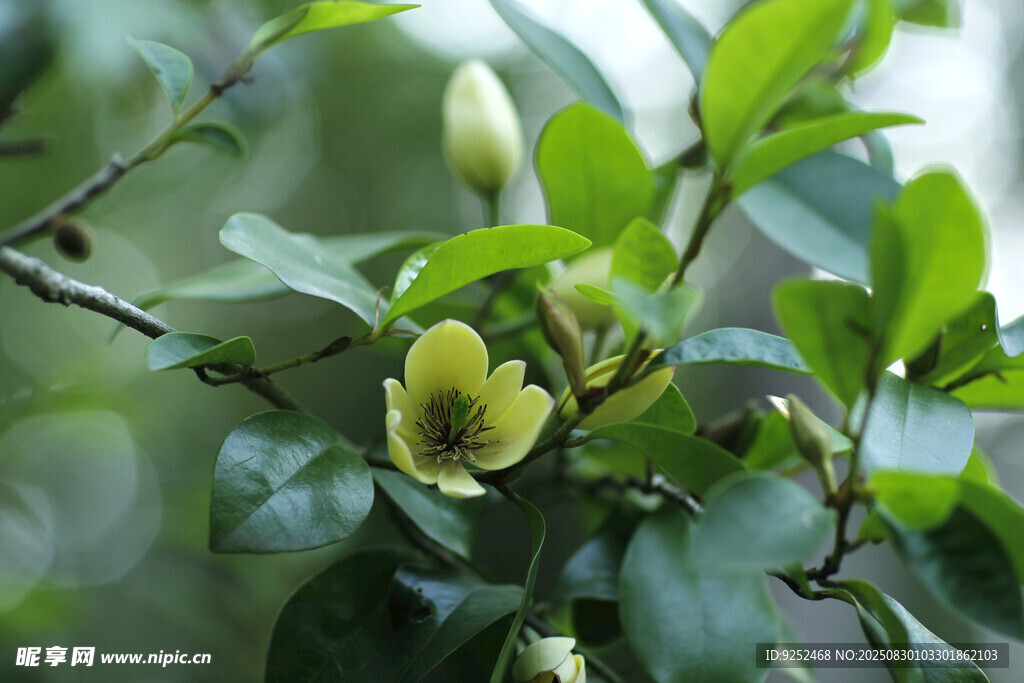 白兰花 