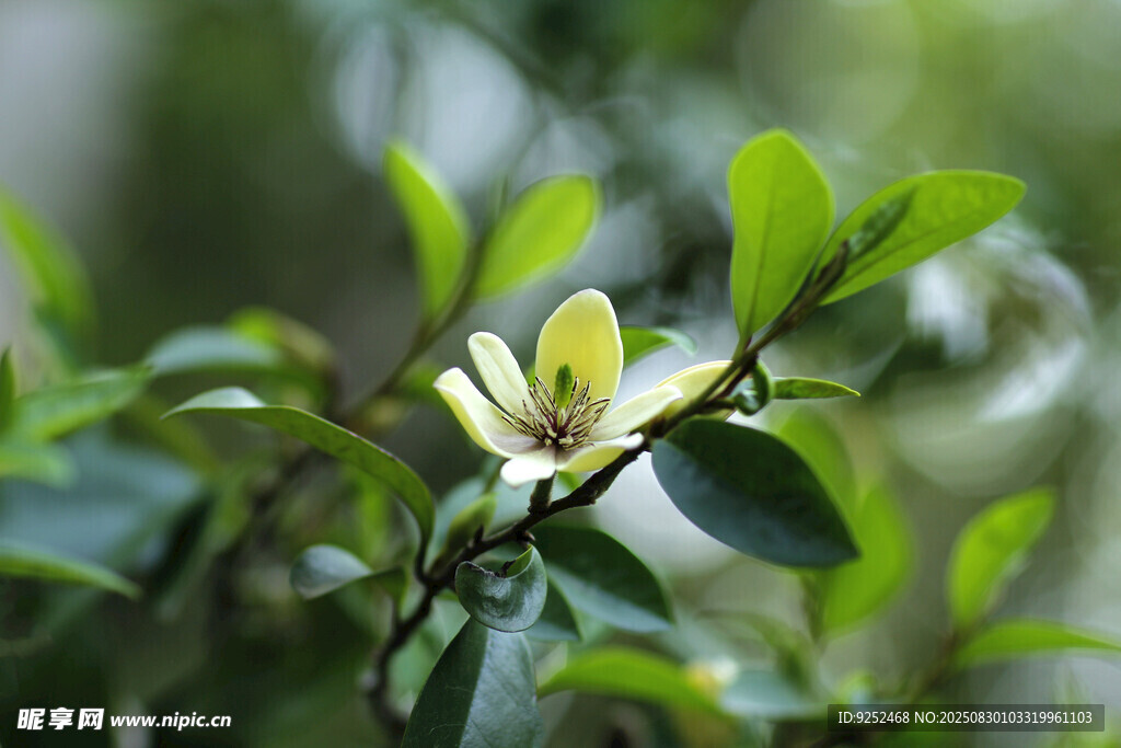  黄色小花