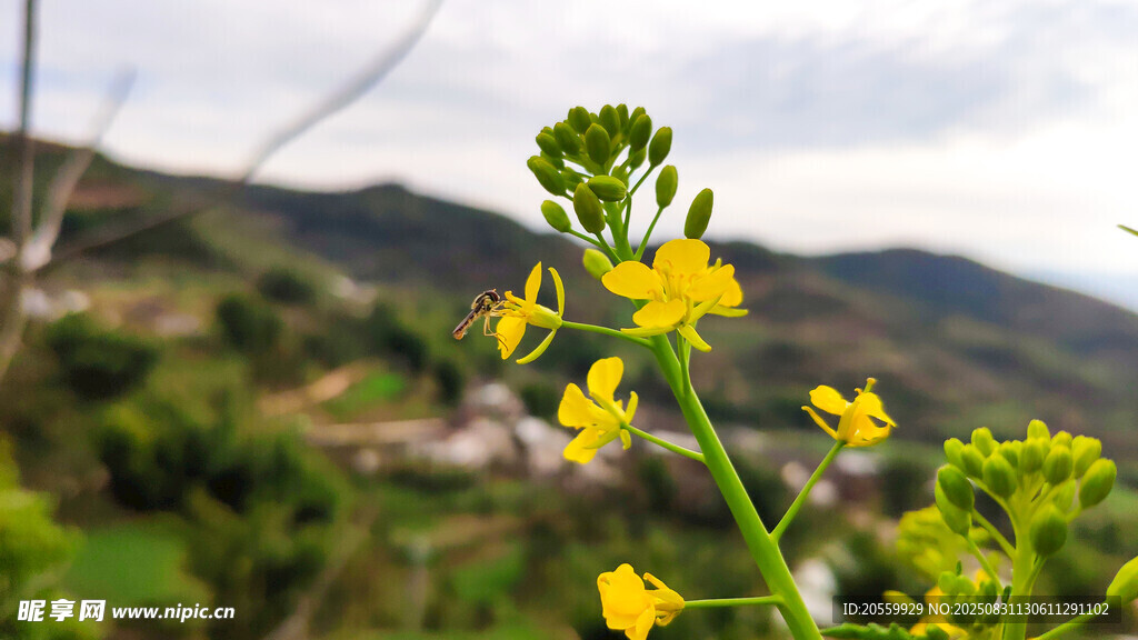 山间绽放的黄色油菜花