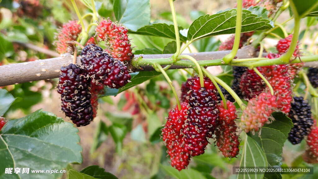 枝头桑葚