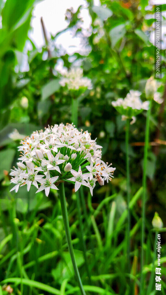 韭菜花