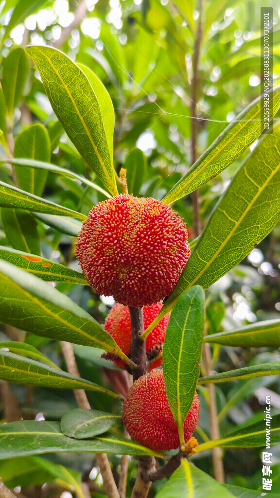 枝头红嫩杨梅