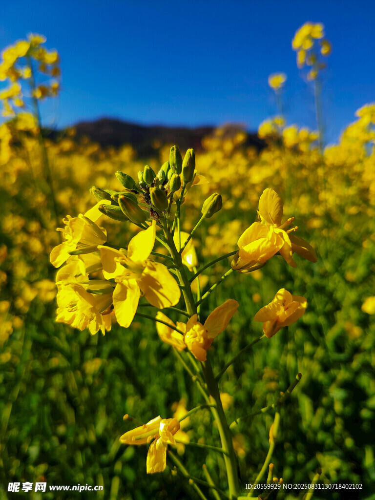 油菜花