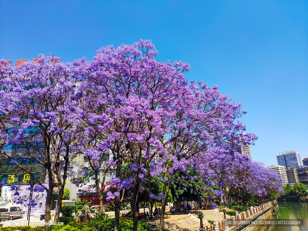 蓝花楹