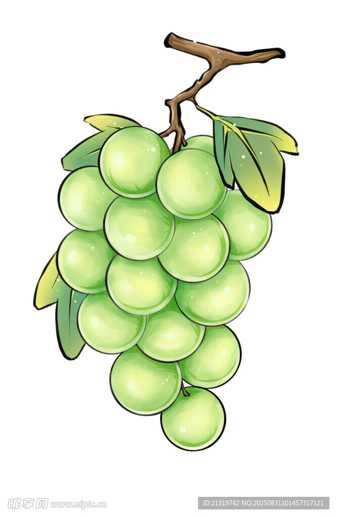 葡萄插画