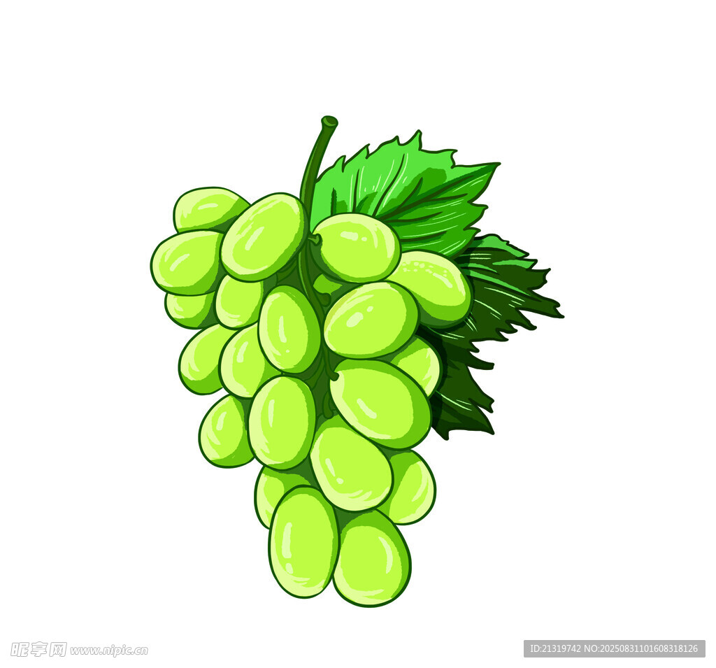 葡萄插画
