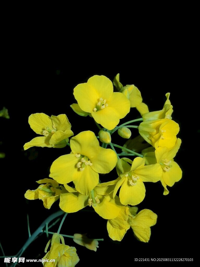黑夜油菜花特写