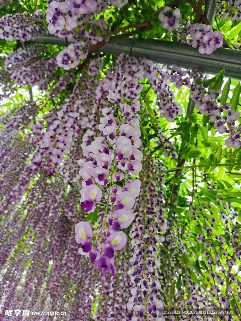 紫藤花垂挂 梦幻紫色美景