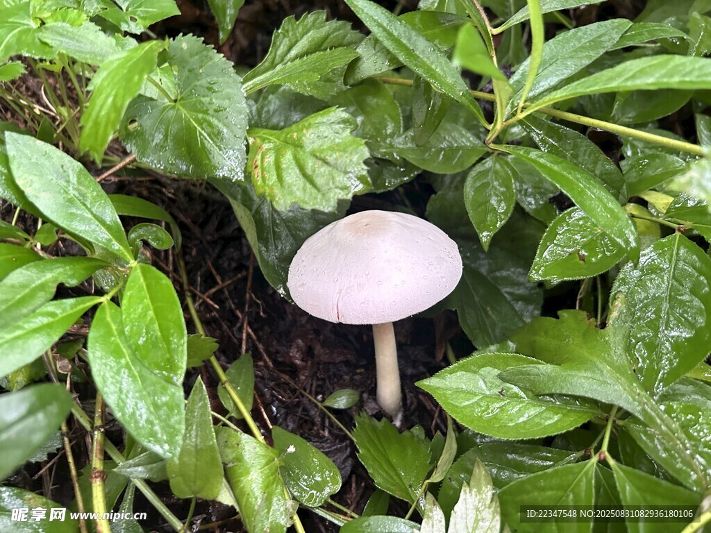 蘑菇