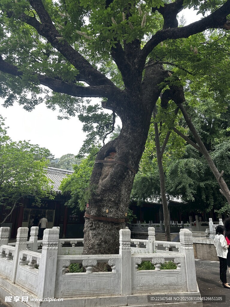 大树
