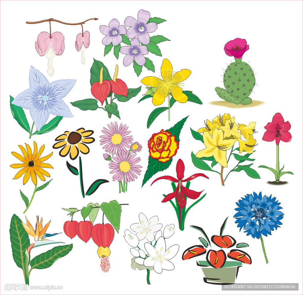 矢量花卉 花卉插画 花朵图案 