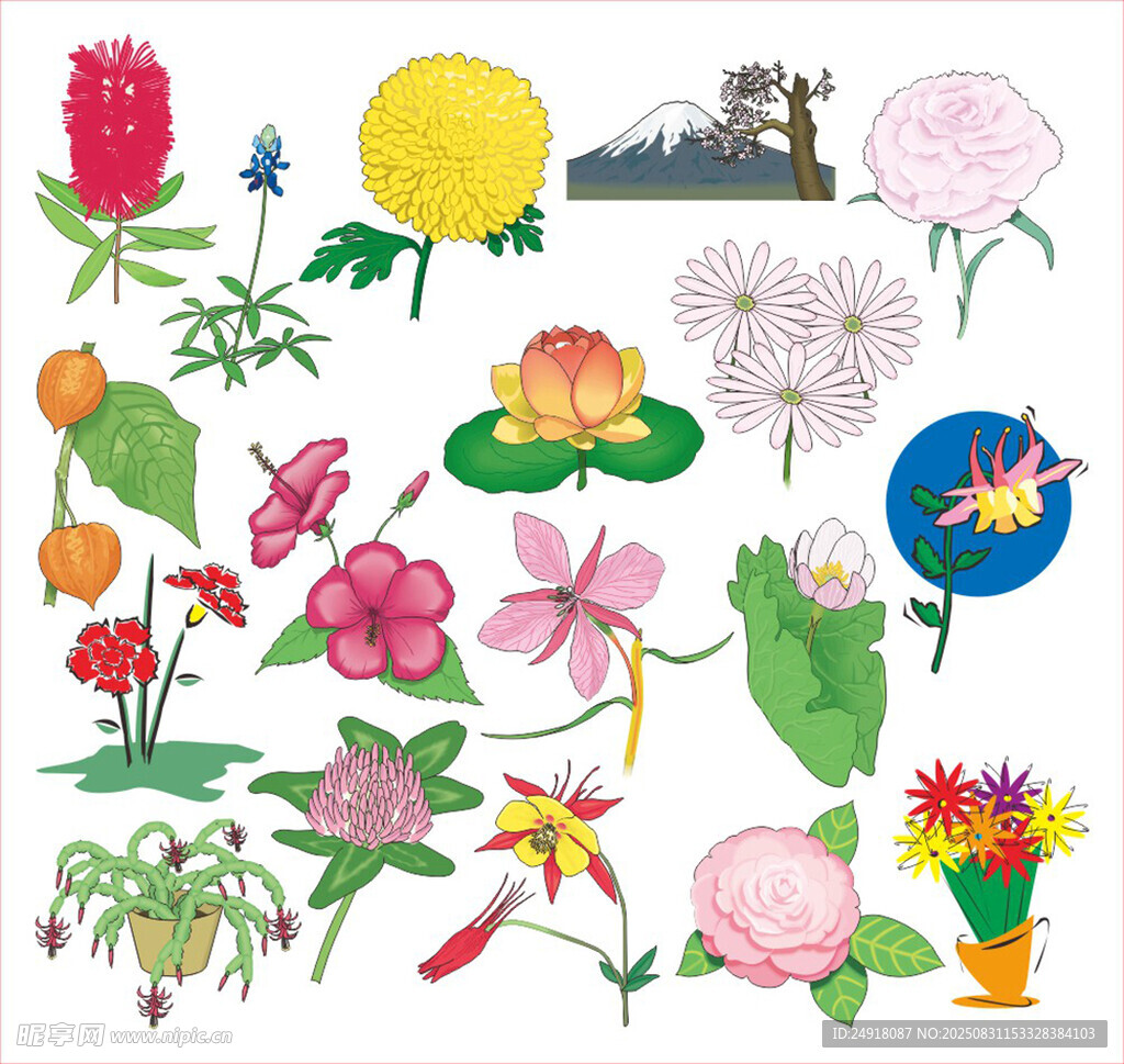 矢量花卉 花卉插画 花朵图案 
