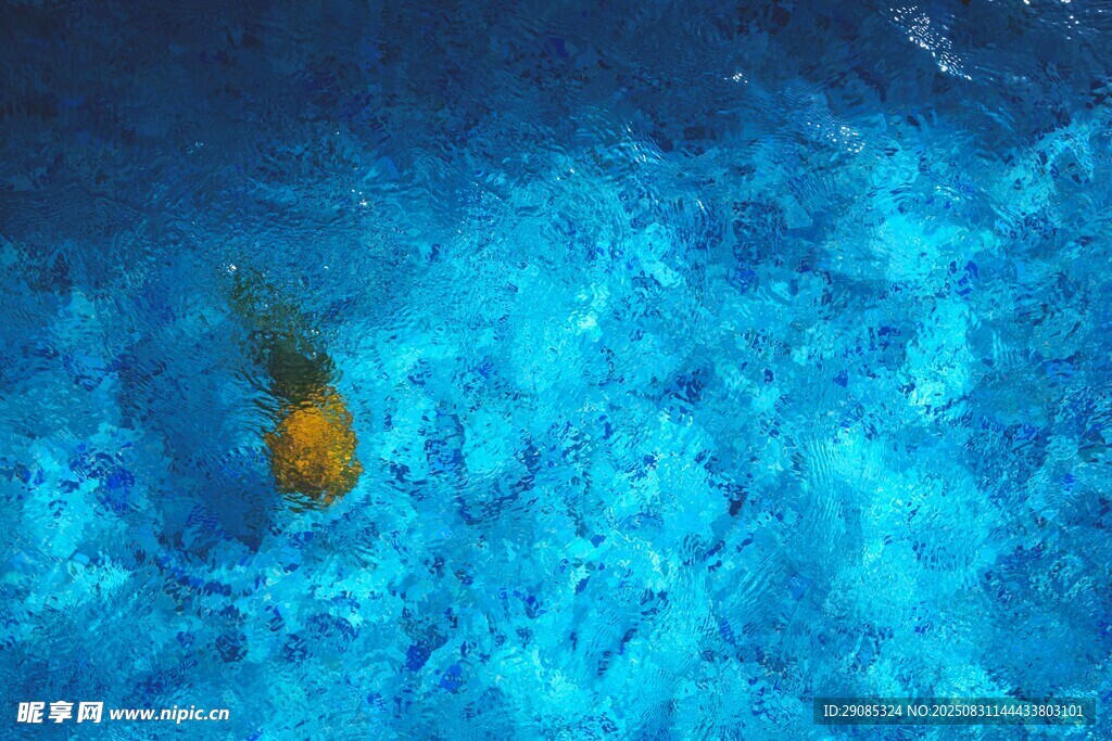 海中独游的黄色身影