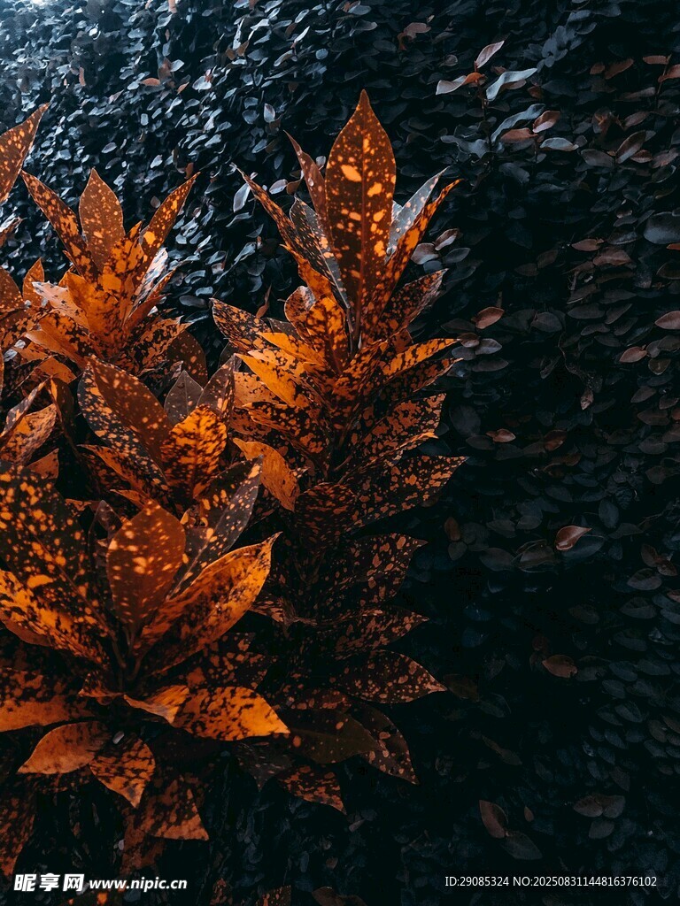 橙红蕨叶与深色背景