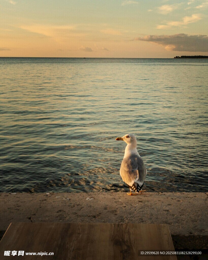 海边木栈上的孤独海鸥