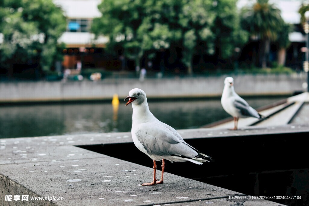 水边石台上的几只海鸥