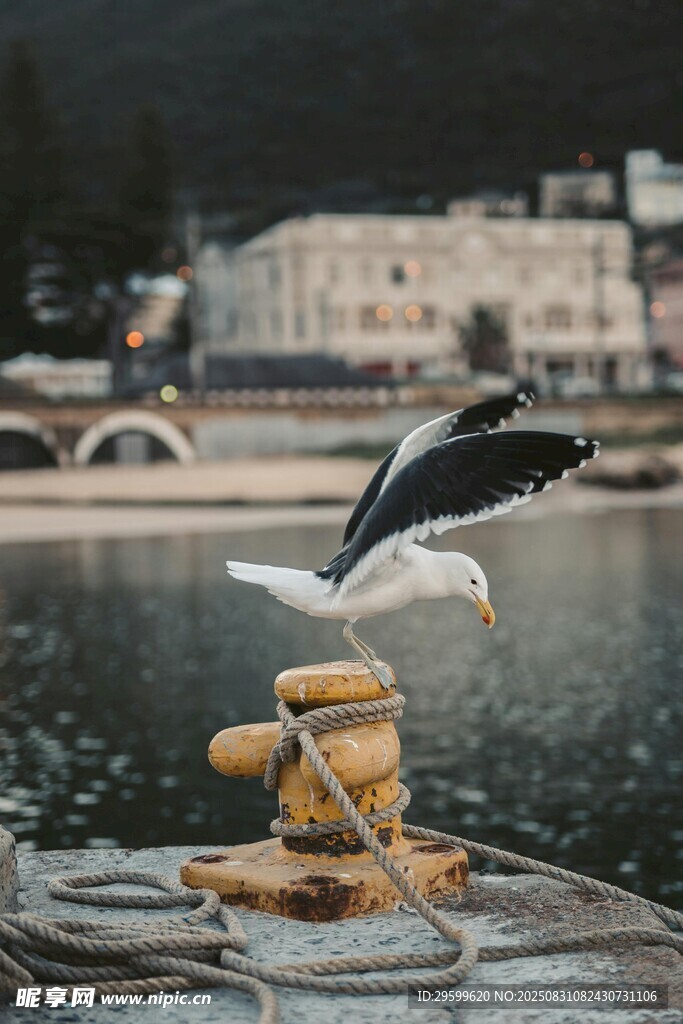码头边展翅的海鸥
