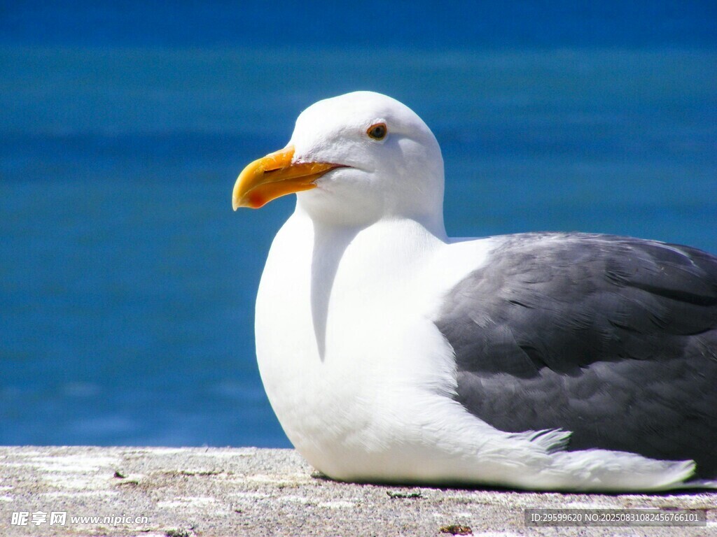 海边休憩的海鸥