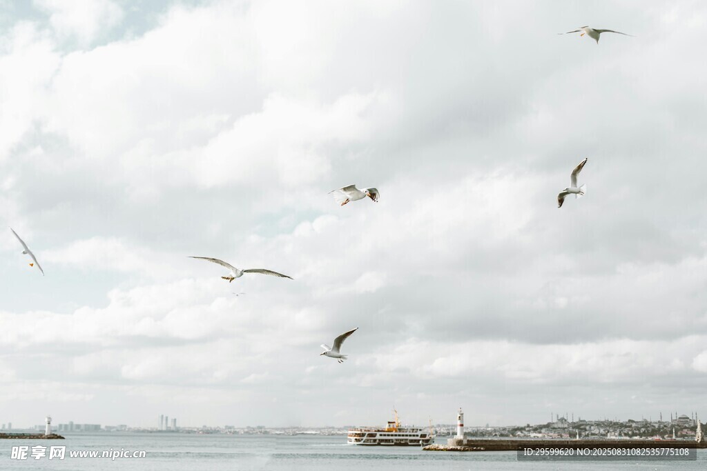 海空飞鸟 