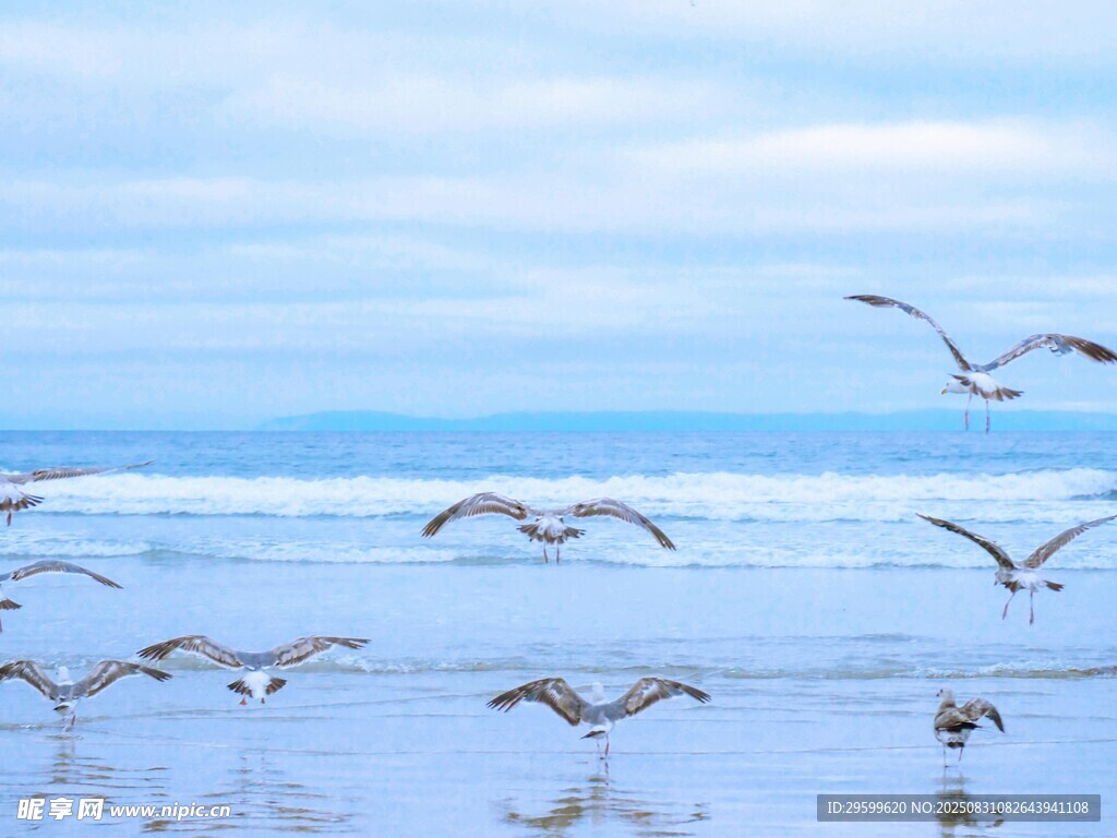 海边飞翔的群鸟