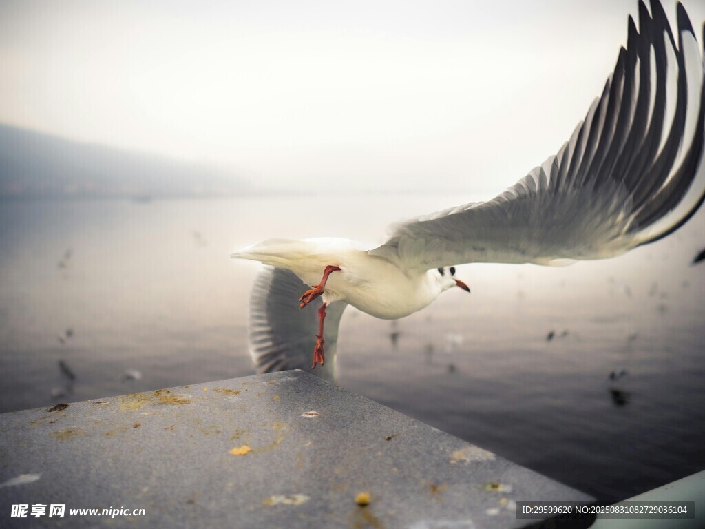 海鸥翱翔于海边码头