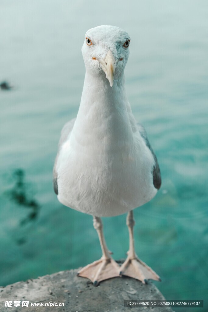 海鸥立于石上眺望大海