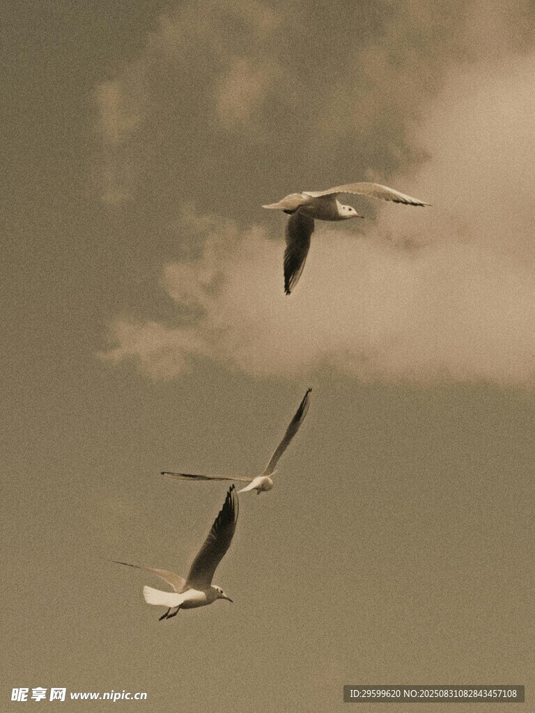 天空中飞翔的几只海鸥
