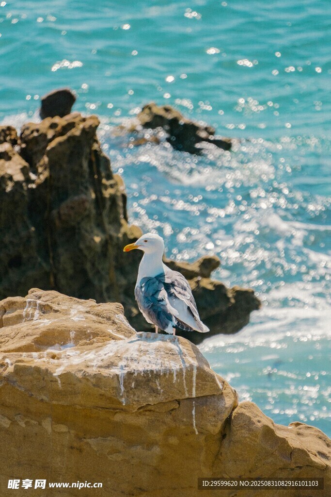 岩石上的海鸥与碧海