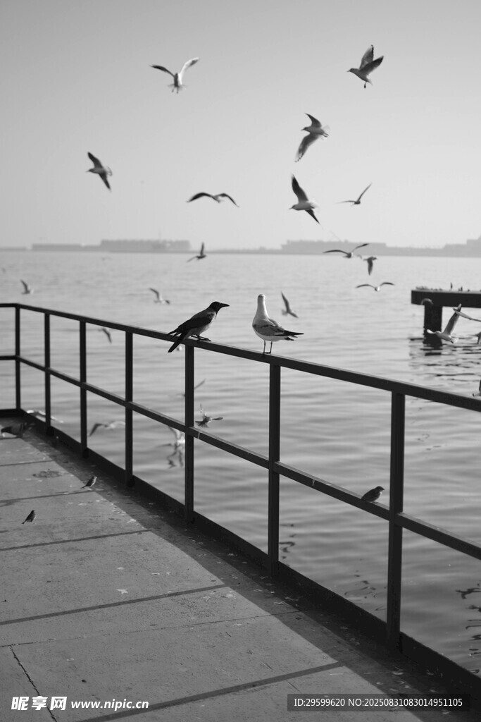 海边栈桥飞鸟风景图