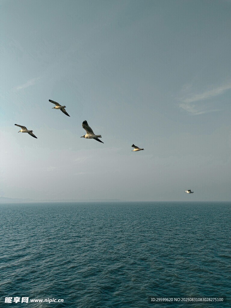 海空飞鸟群翱翔